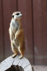 Erdmännchen