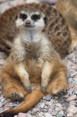 Erdmännchen