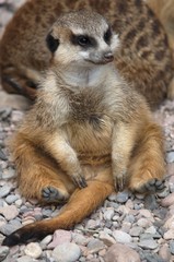 Erdmännchen
