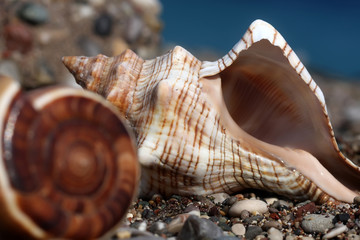 Seashells