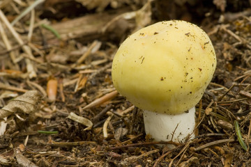 Russula Flava