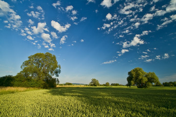 Clouds over the trees