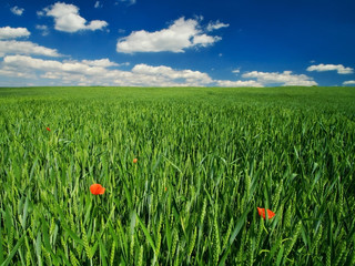 Poppy in the green field