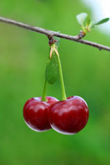 pair of cherry