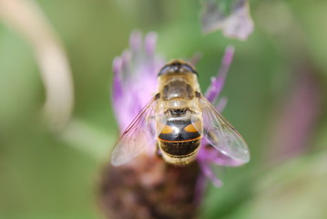 Biene