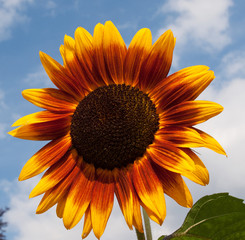 Naklejka premium Sonnenblume vor blauem Himmel