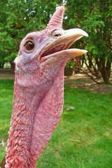 Turkey with neck extended close-up