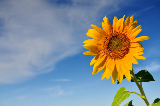 Beautiful sunflowers with blue sky and clouds