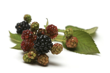 some mature and immature blackberries