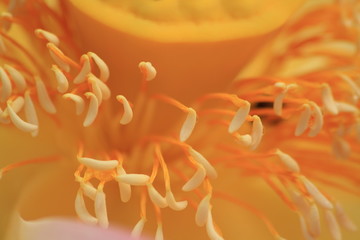 Staubblätter der Lotosblüte