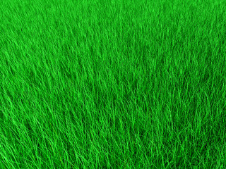 Grass