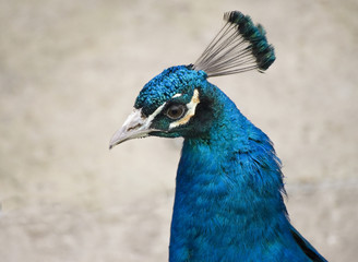 Obraz premium Cobalt blue Peacock