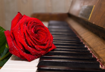 red rose on piano keys