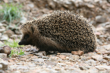 igel