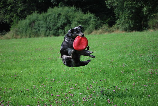 spielender Hund