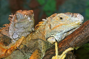 Green Iguana - Iguana iguana