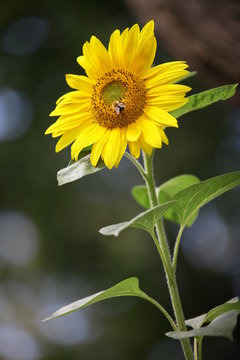 Sun flower - Sonnenblume