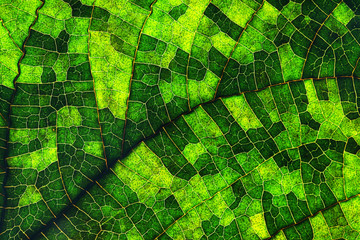 Fototapeta Macro of a leaf obraz