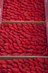 Barquettes de fraises (Gariguette, france) sur le marché de Hesd
