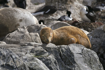 Naklejka premium South American fur seal (Arctocephalus australis)