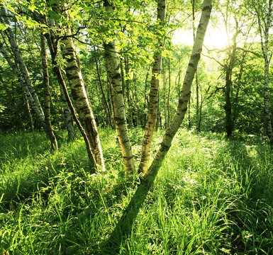 Fototapeta Summer forest