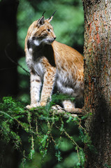 Luchs auf Baum