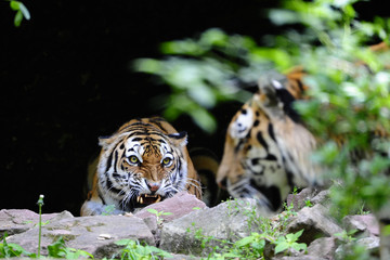 Fototapeta na wymiar Tiger agresywny