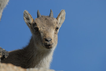 cabrita montés en Gredos