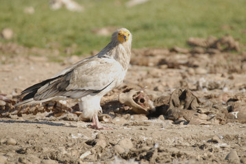 Alimoche