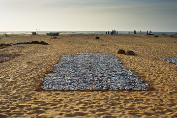 Fisch wird am Strand auf Kokosmatten getrocknet
