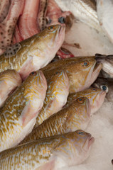 Vive (poissons) sur l'étalage de la poissonnerie sur le marché d