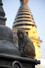 affe beim monkey temple, kathmandu