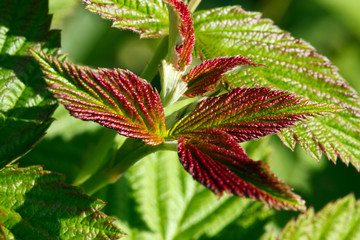 The leaves of raspberry