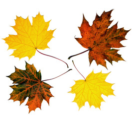 colored maple leaves
