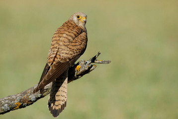 Cernícalo primilla hembra