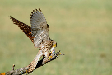 ceernicalo primilla cazando