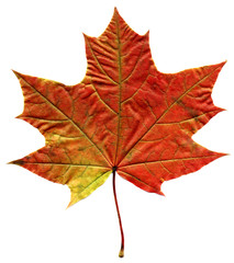 maple autumn leaf