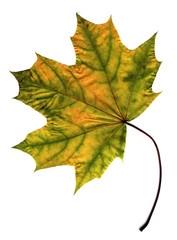 maple autumn leaf