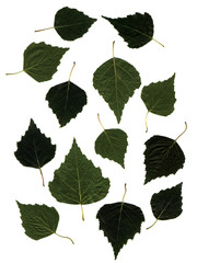 Fototapeta na wymiar birch autumn leaves isolated on white