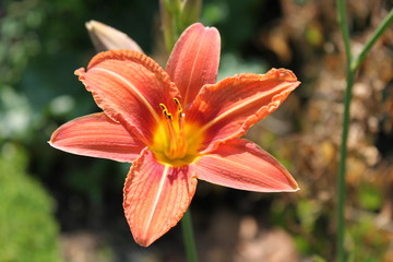 Obraz premium Taglilie