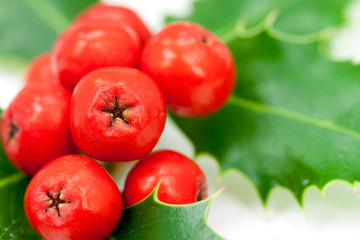 Holly Leaves and Berries,isolated on white