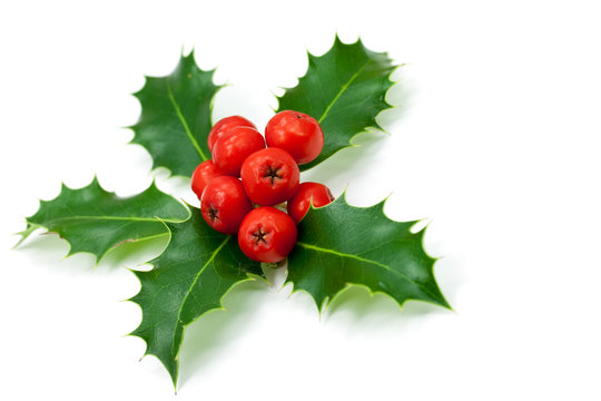 Holly Leaves and Berries,isolated on white