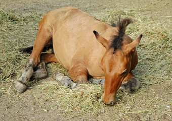 baby horse sleep