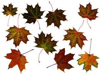 maple leaves