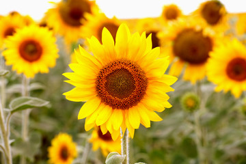 Sunflowers
