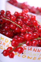 Johannisbeeren in Schale