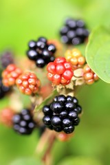 Bio - Brombeeren