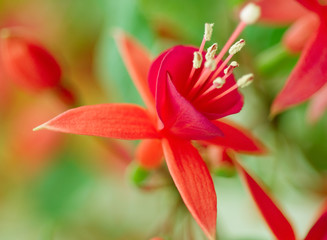 Fototapeta premium fuchsia close up