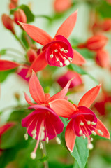 fuchsia close up