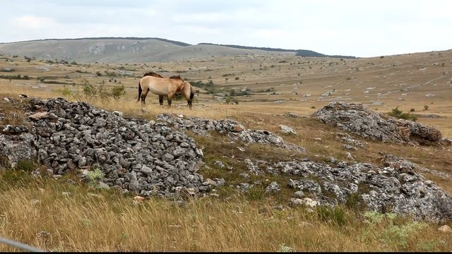 ruade et chevaux sauvage de prevalski